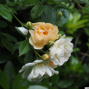 Poзa Гислейн де Фелигонде - желтая - Вьющаяся плетистая роза (рамблер)